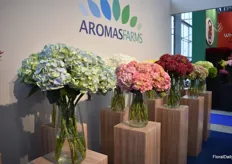 Three of the new varieties of Aroma Farms.